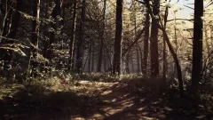 Купить активацию Blair Witch на Xbox по выгодной цене