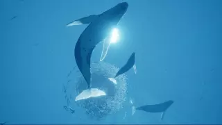 Заказать ключ ABZU на Xbox