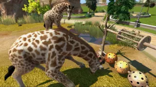 Купить ключ Zoo Tycoon на Xbox по выгодной цене